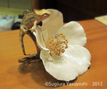 Sugiura_1.jpg